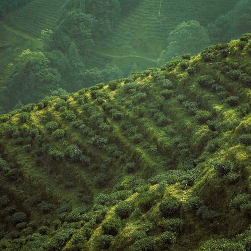 Emerald Waves of the Highlands