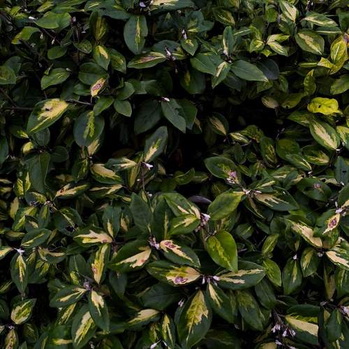 Photo #13638477