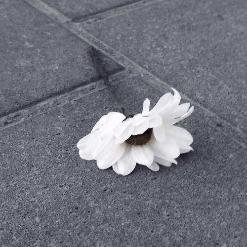 Photo #13638858