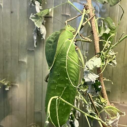 Гигантский новогвинейский кузнечик (Siliquofera grandis)