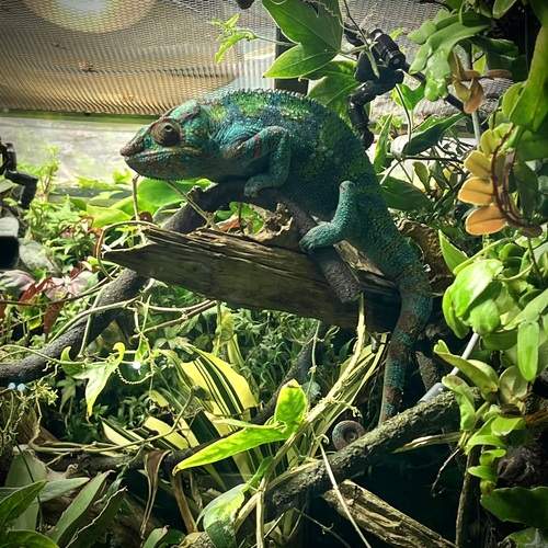 Пантерный хамелеон ( Furcifer pardalis)