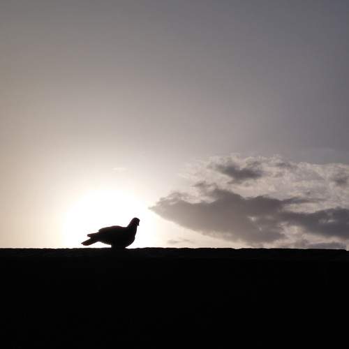 Photo #13639041