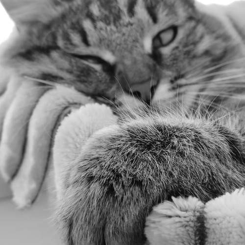 Photo #13639114
