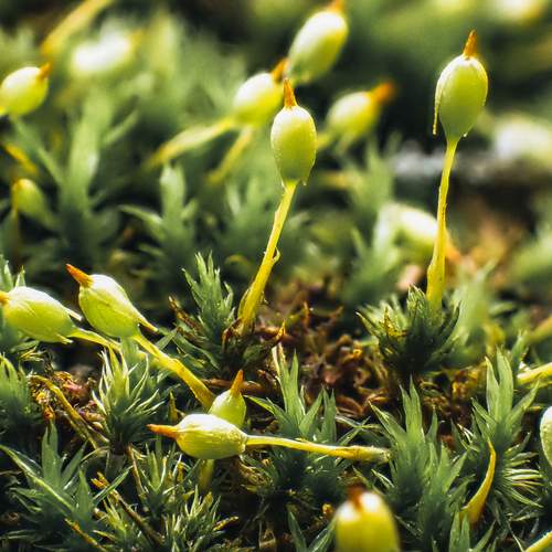 Moss Forest