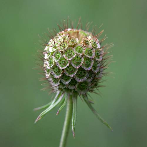 Скабиоза бледно-жёлтая (Scabiosa ochroleuca)