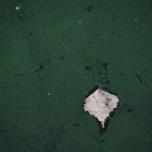 Photo #13639510