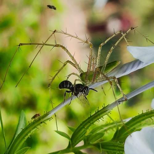 Predators of wild