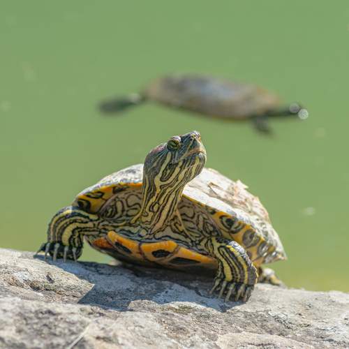 Красноухая черепаха (Trachemys scripta elegans)
