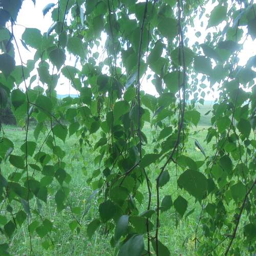 Photo #13639966