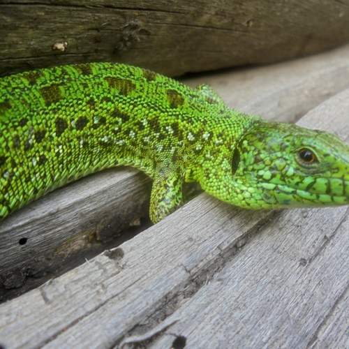 Photo #13639967