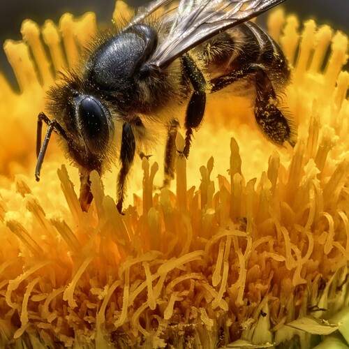 In a world unseen, nature\'s most important workers never stop.