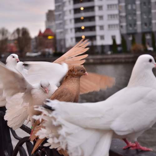 Photo #13639992
