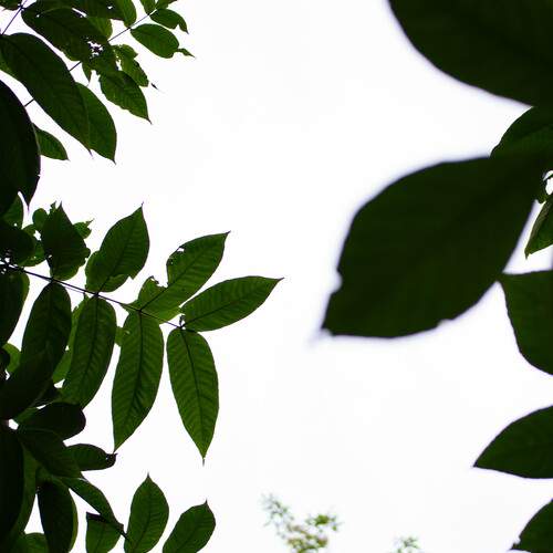 Photo #13640219