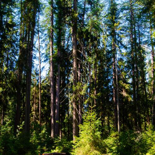 Photo #13640277