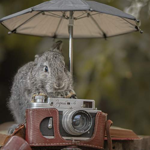 Photo #13640301