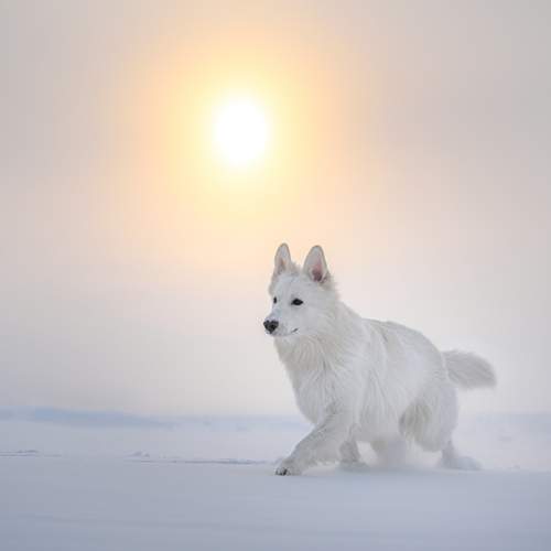 Lone wolf - white swiss shepherd