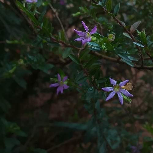 Small Purple Flowers on Dark Green Branches