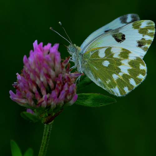 Photo #13640948