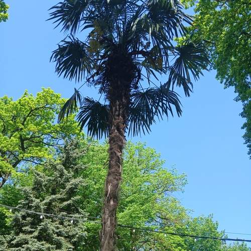Photo #13641027