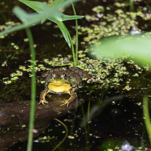 The frog