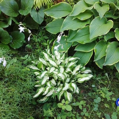 Photo #13642466