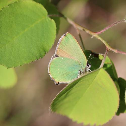 Photo #13642512