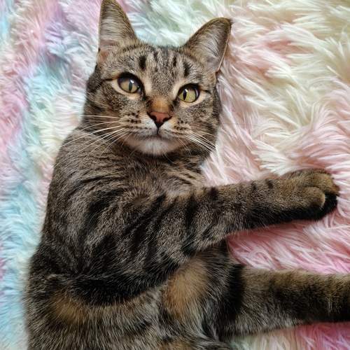 Photo #13643019