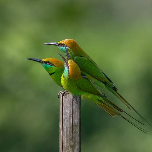 Photo #13643318