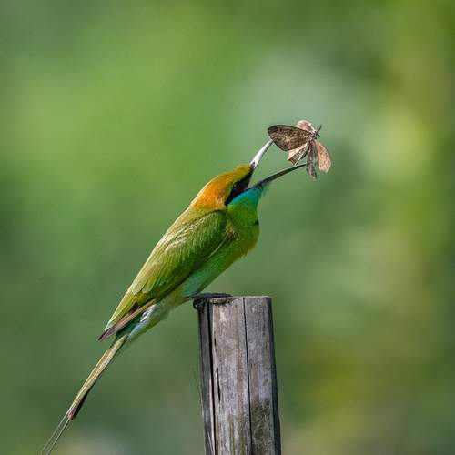 Photo #13643319