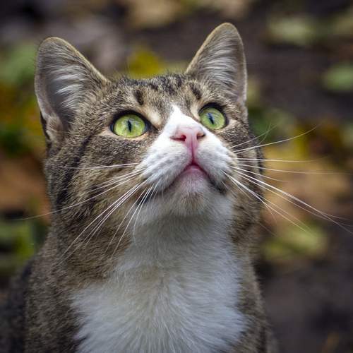 Photo #13643407