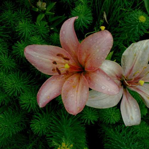 Lilies