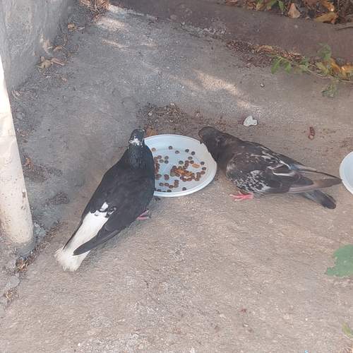 Photo #13643541