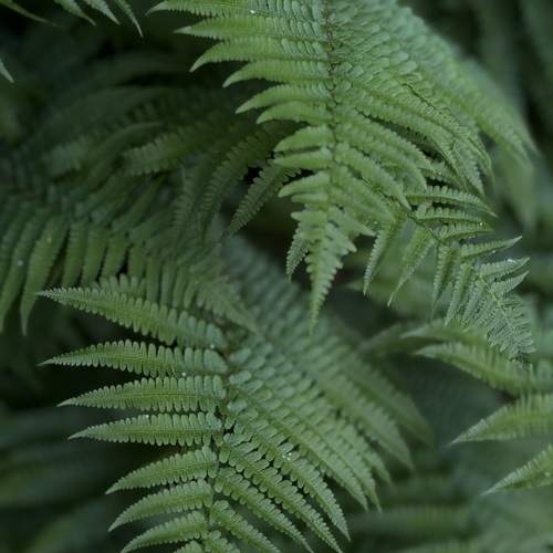 Photo #13644020