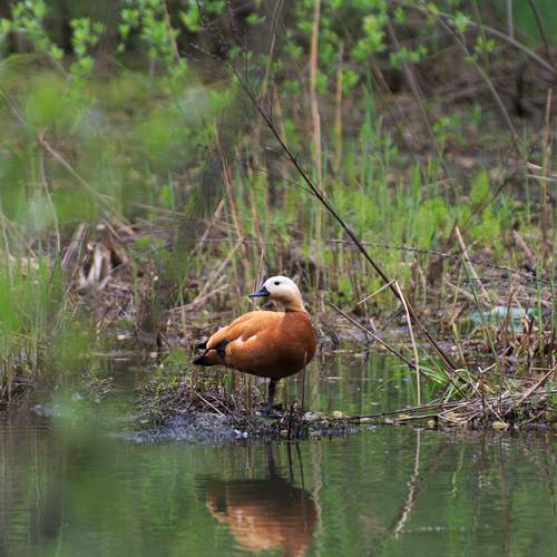 Photo #13644038