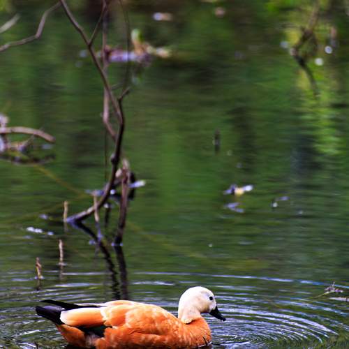 Photo #13644040