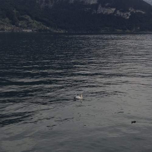 Photo #13644654