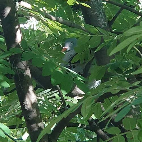 Photo #13644807