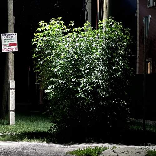 Photo #13644886