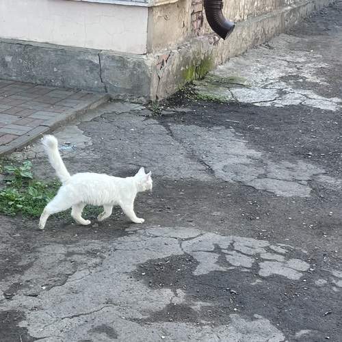 Photo #13644931