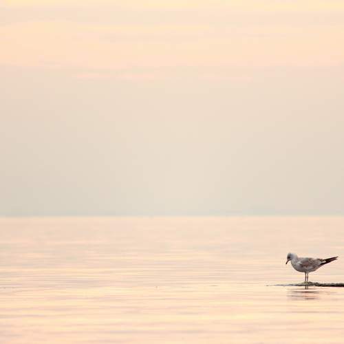 Photo #13644993