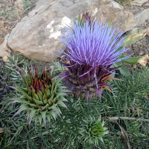 Photo #13645014