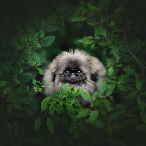Photo #13645122