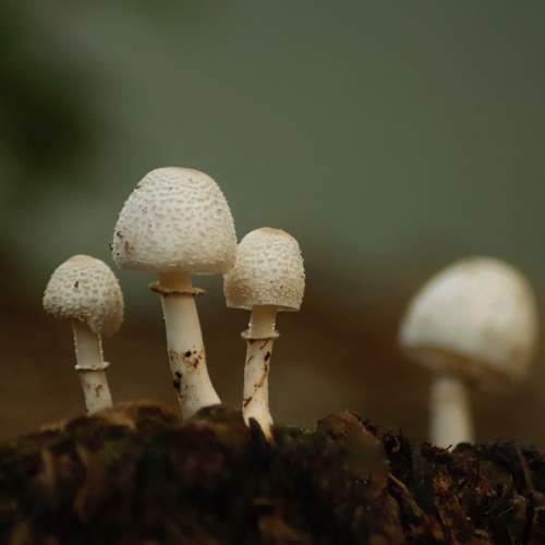 Photo #13645237