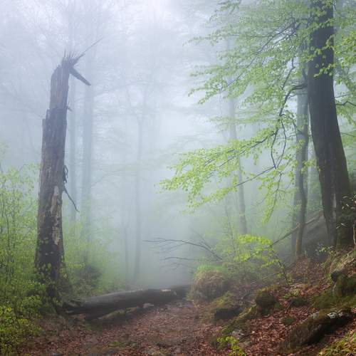 Photo #13645262