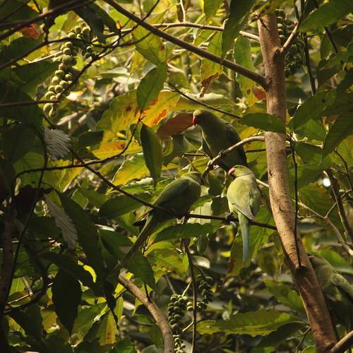 Green parrots in green leaf.