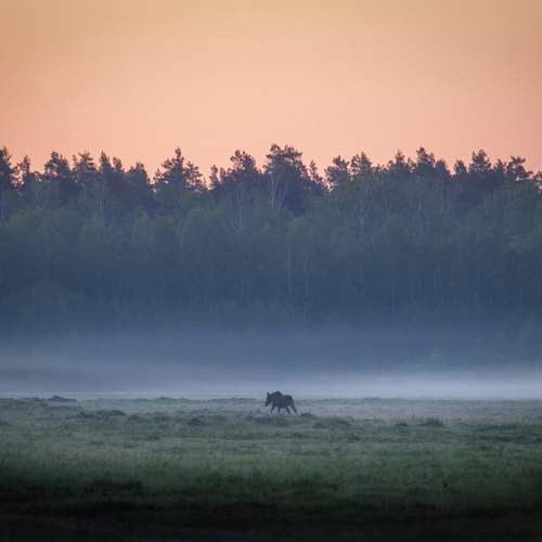 Photo #13645342