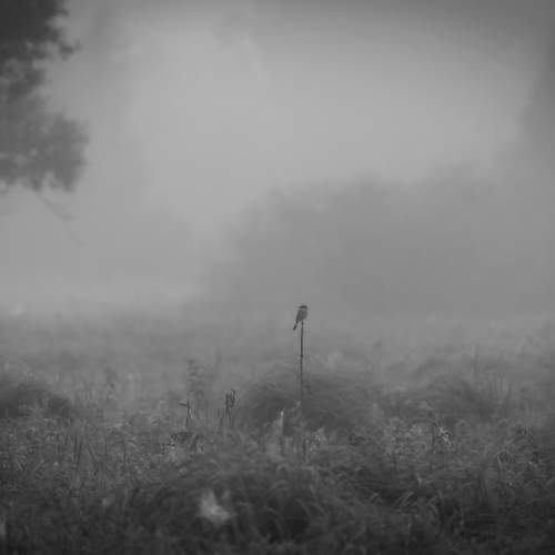 Photo #13645359