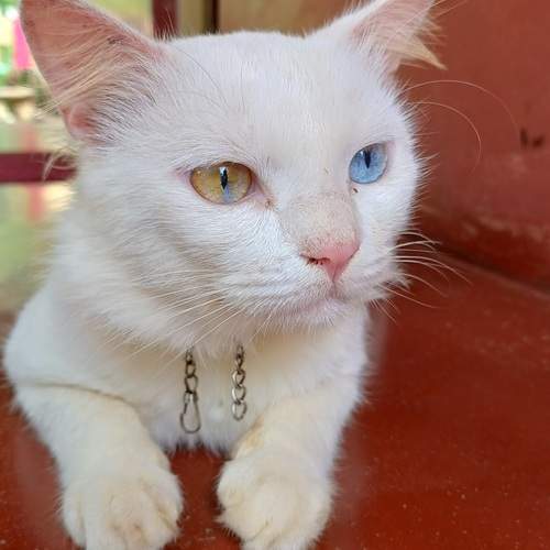 Photo #13645383
