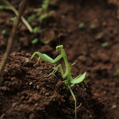Indian Mantis