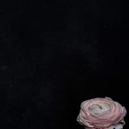 Photo #13645586
